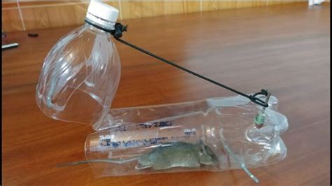 Cara Mudah Membuat Jebakan Tikus Dari Botol Aqua